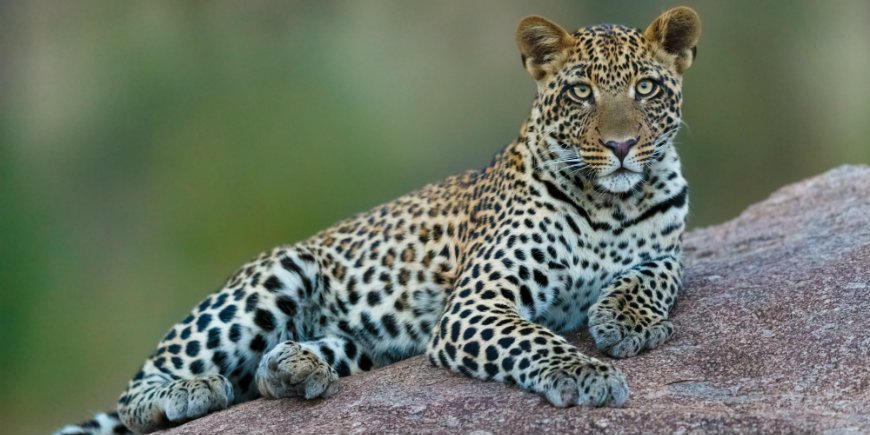 Leopard in der Serengeti