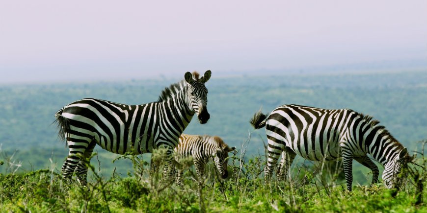 Zebras im Serengeti Nationalpark