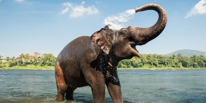 Elefant im Fluss