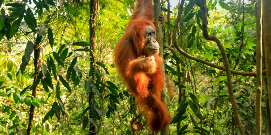 Nationalpark Gunung Leuser