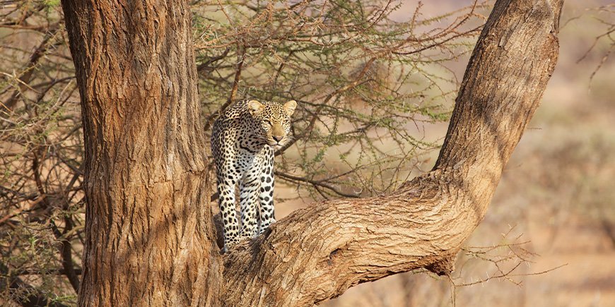 Leopard in einem Baum im Samburu-Nationalreservat in Kenia