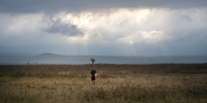 Kronenkraniche im Ngorongoro-Krater in Tansania