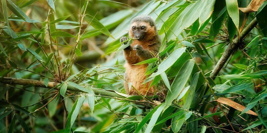 Bambuslemur sitzt in einem Baum im Ranomafana-Nationalpark