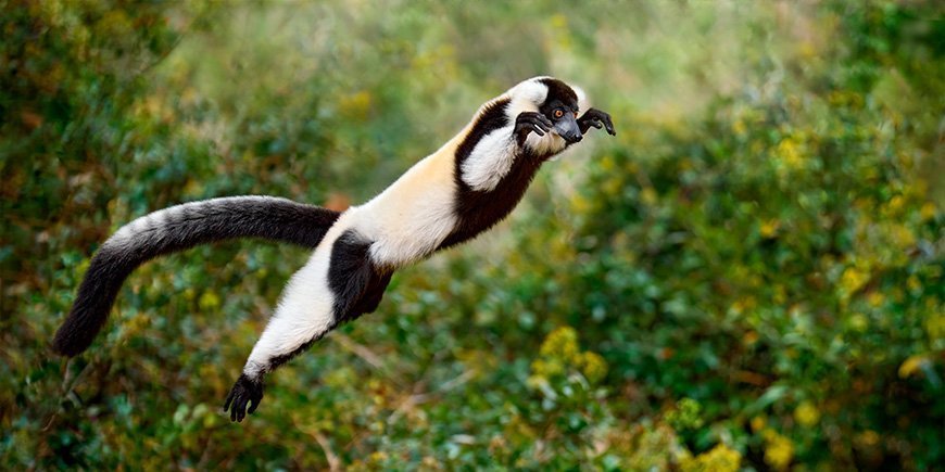 Schwarz-weißer pelziger Lemur springt zwischen Bäumen in Madagaskar