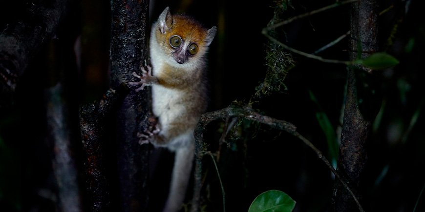 Maus-Lemur sitzt in einem Baum in Madagaskar