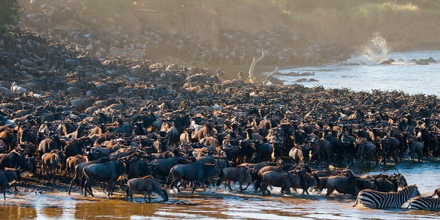 Massen von Gnus am Mara-Fluss in Kenia