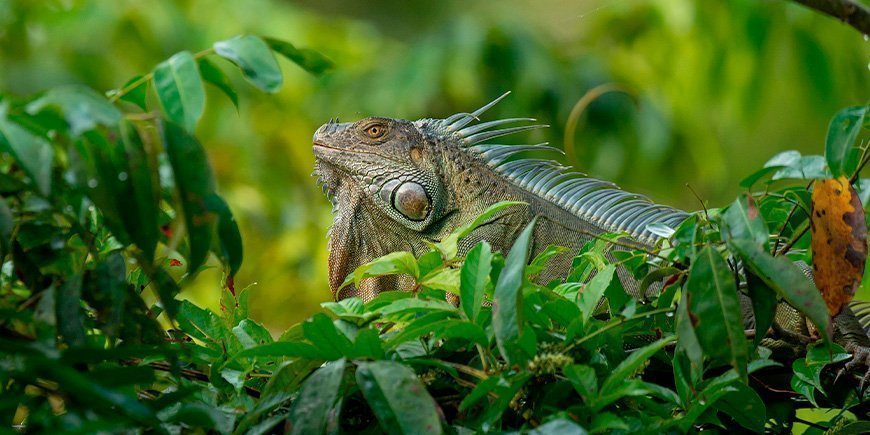 Grüner Leguan im Tortuguero-Nationalpark in Costa Rica