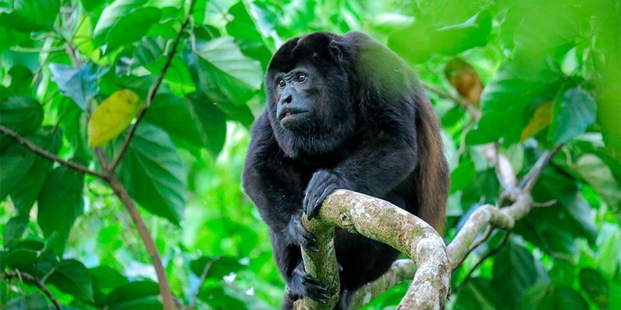 Brüllaffe auf einem Baum im Corcovado-Nationalpark in Costa Rica