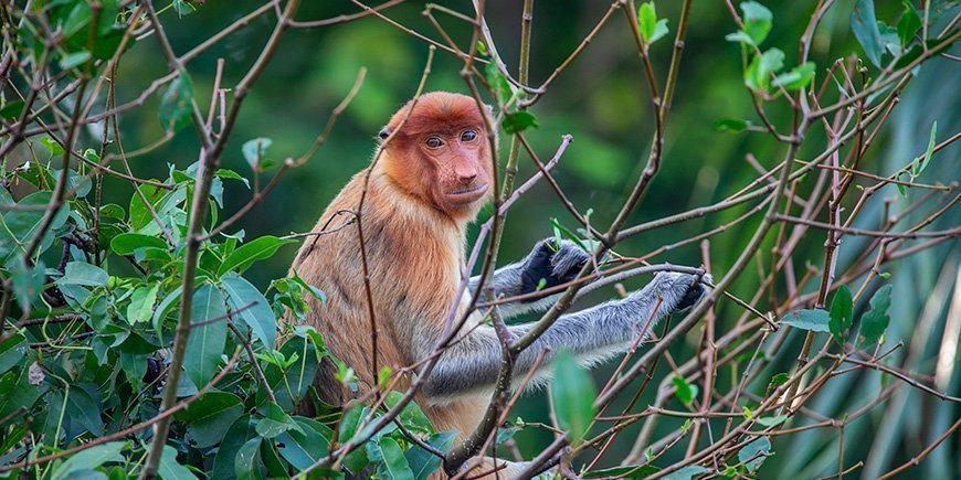 Nasenaffe auf einem Baum in Borneo