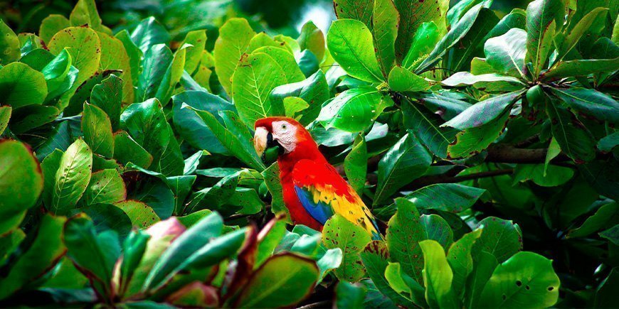 Roter Ara-Papagei mit Futter im Schnabel im Corcovado-Nationalpark, Costa Rica