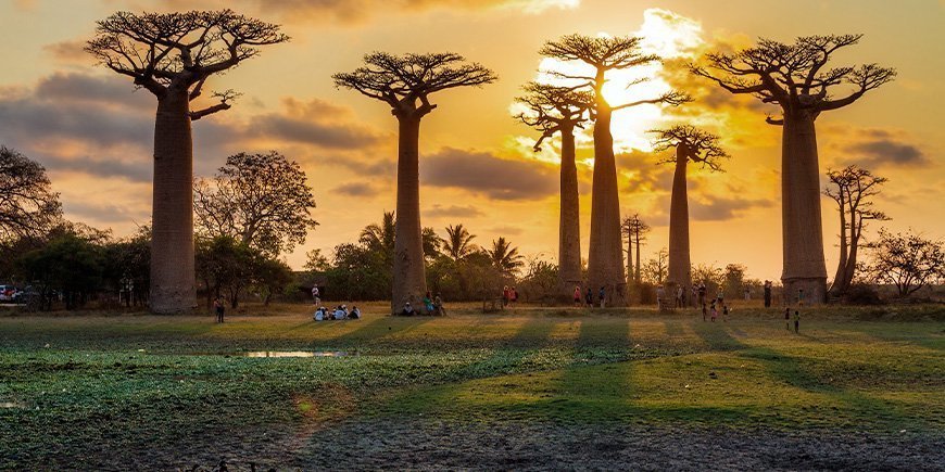 Sonnenuntergang über der Avenue de Baobabs in Madagaskar