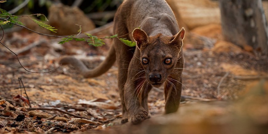 Fossa schaut in die Kamera in Madagaskar