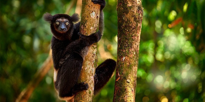 Indri-Lemur in grüner Umgebung in Madagaskar
