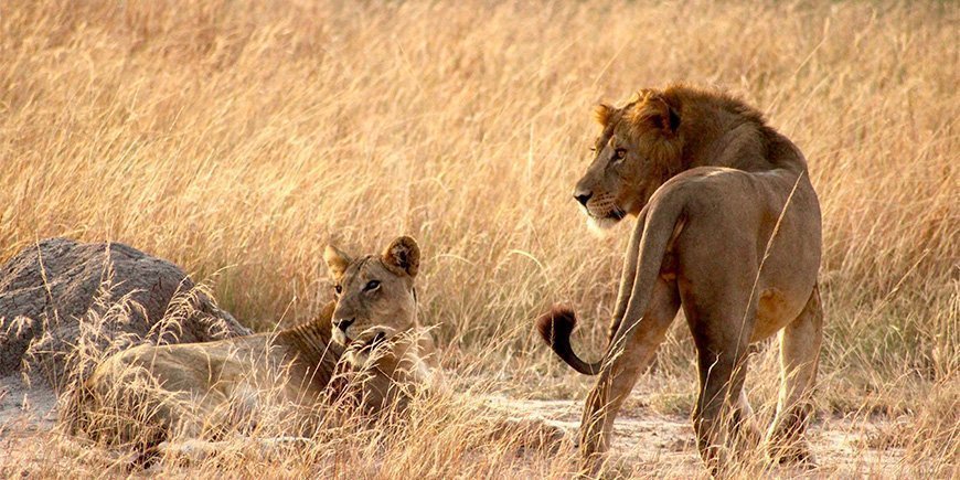 Löwe und Löwin im Gras im Queen-Elisabeth-Nationalpark in Uganda