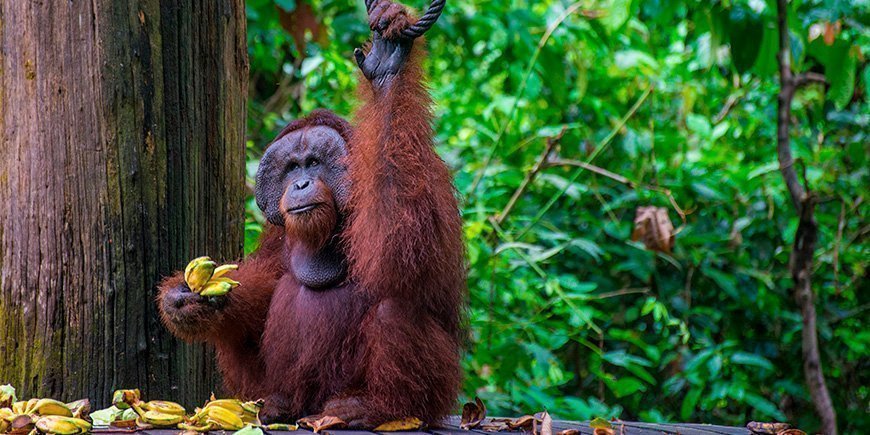 Männlicher Orang-Utan beim Essen im Sepilok Orang-Utan Rehabilitation Centre