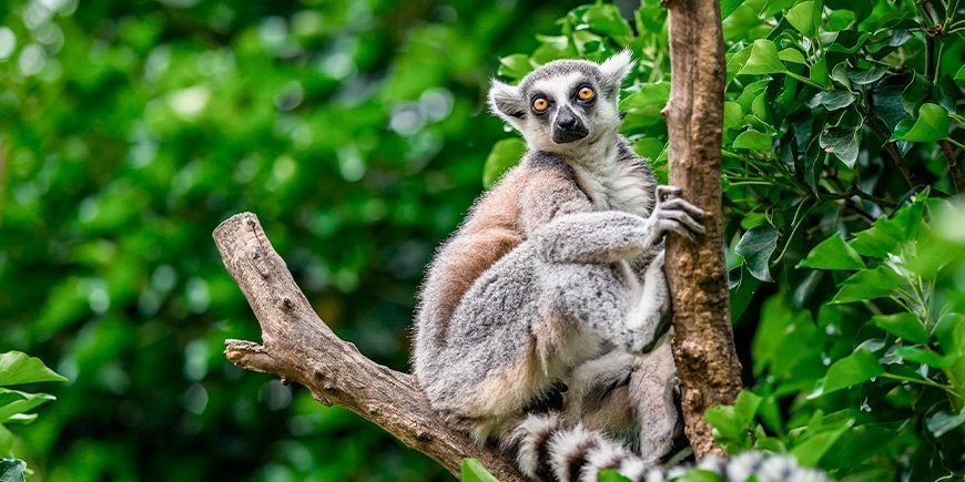 Ringschwanzlemur in einem Baum in Madagaskar