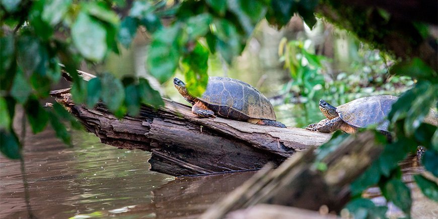 Schildkröten sonnen sich auf einem Baumstamm in Tortuguero, Costa Rica