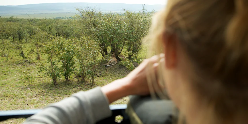 Frau fotografiert Geparden in Masai Mara