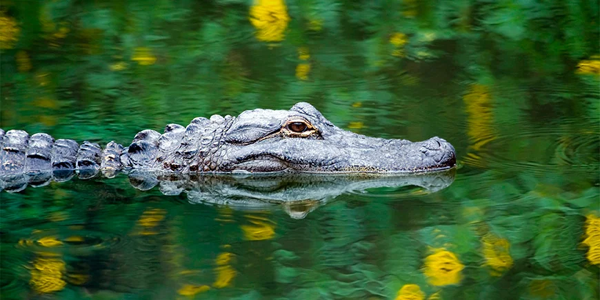 Alligator im Sumpf des Everglades-Nationalparks