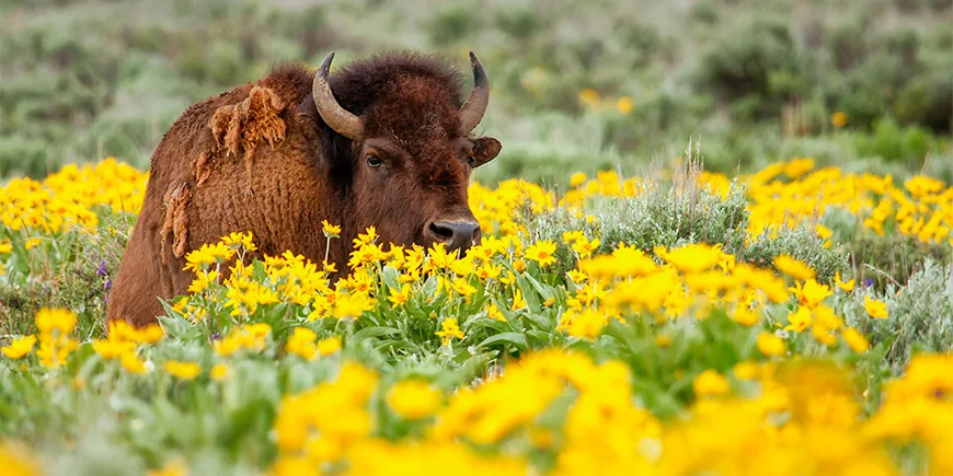 Bison umgeben von Blumen im Yellowstone-Nationalpark