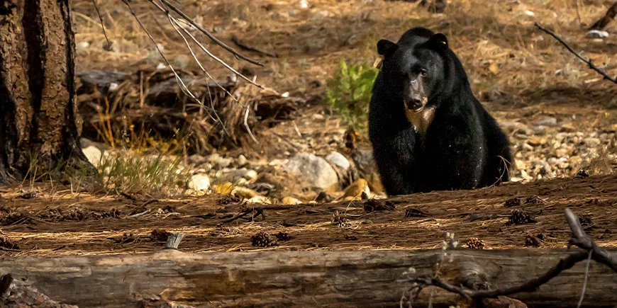 Schwarzbär im Wald des Yosemite-Nationalparks in den USA