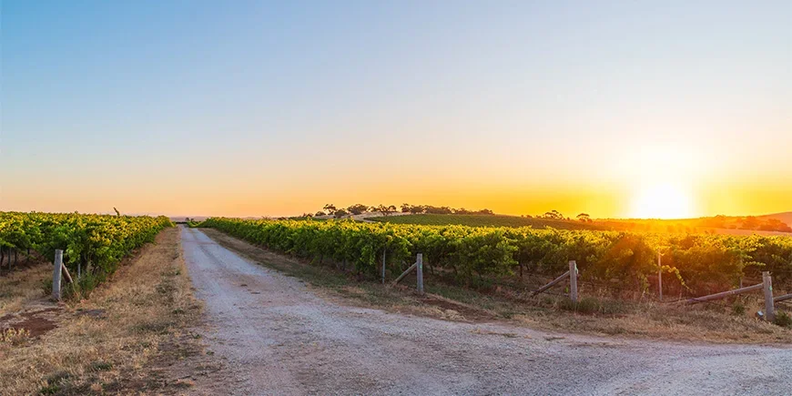 Sonnenuntergang über Weinbergen im Barossa Valley, Australien