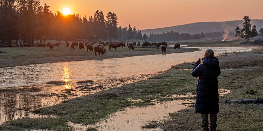 Frau fotografiert Bisonkühe im Yellowstone-Nationalpark