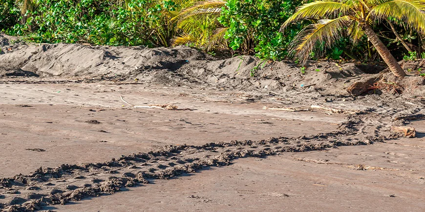 Spuren einer Meeresschildkröte am Tortuguero-Strand in Costa Rica
