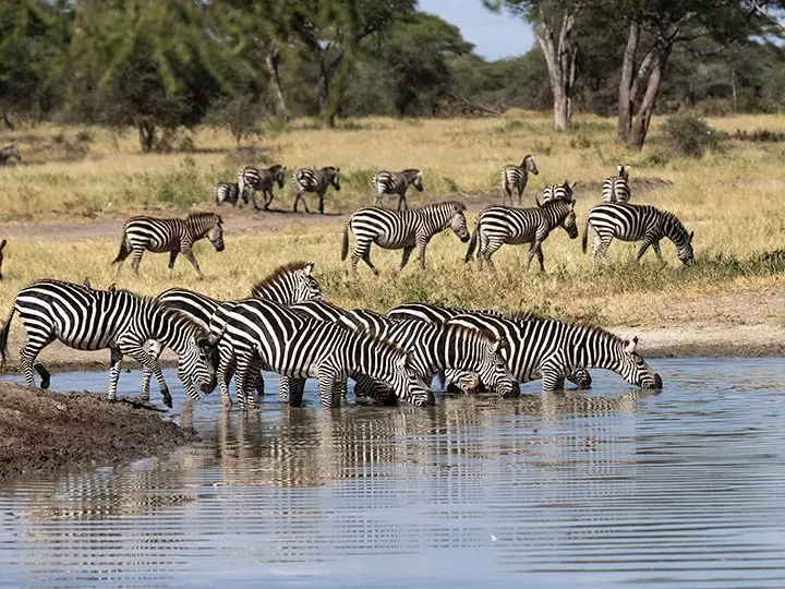 Zebras beim Trinken am Fluss im Tarangire-Nationalpark, Tansania