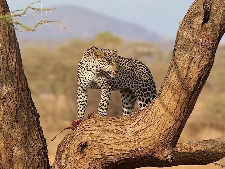Leopard in einen Baum in Samburu, Kenia