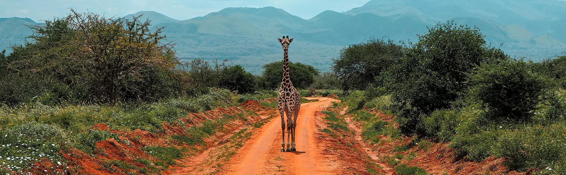 Eine Giraffe steht auf einer roten Schotterstraße im Tsavo-Nationalpark in Kenia