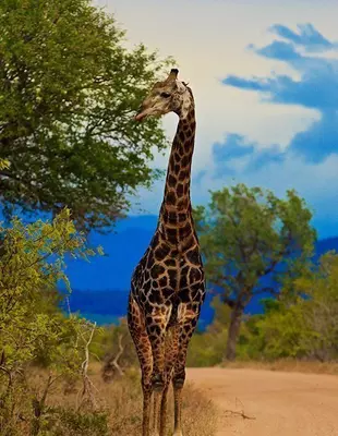 Giraffe frisst im Krüger-Nationalpark von einem Baum