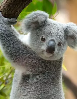 Koala in Australien