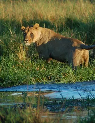 Löwin überquert den Fluss im Chobe-Nationalpark