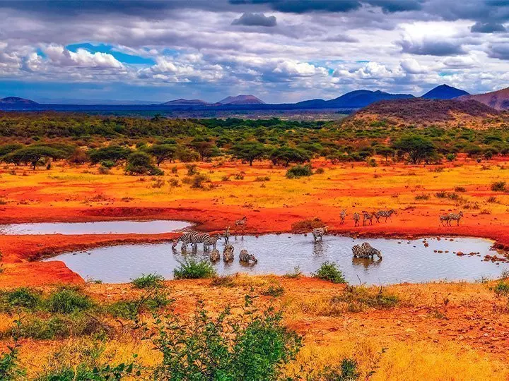Zebras an einem See im Tsavo-Nationalpark, Kenia
