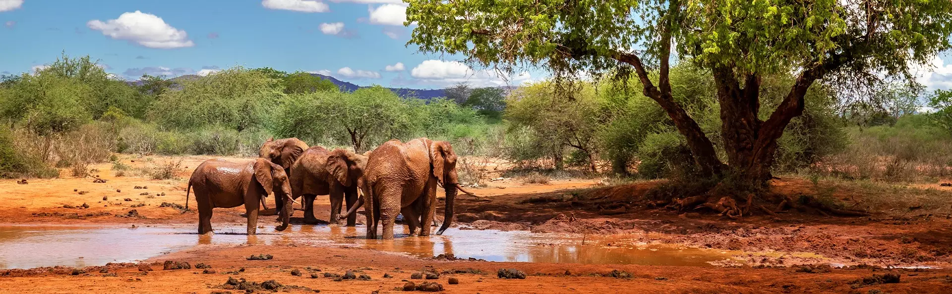 Elefanten an einem Wasserloch im Tsavo-Nationalpark, Kenia