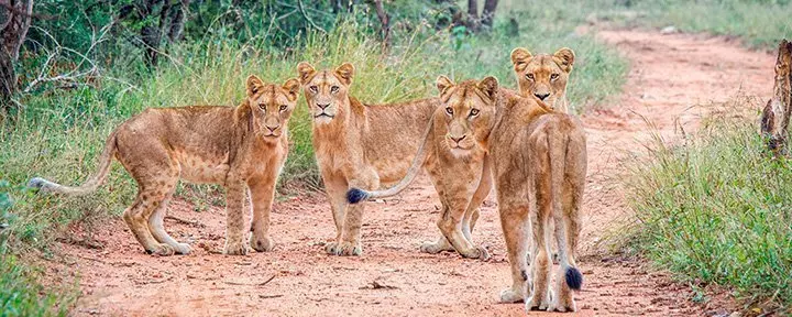 Eine Gruppe von Löwinnen im Kapama Private Game Reserve