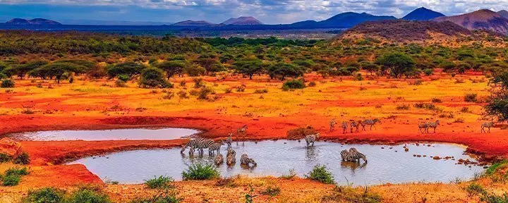 Zebras an einem See im Tsavo-Nationalpark, Kenia