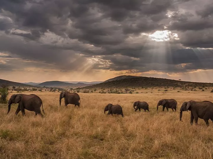 Elefanten spazieren in den Sonnenuntergang in der Masai Mara
