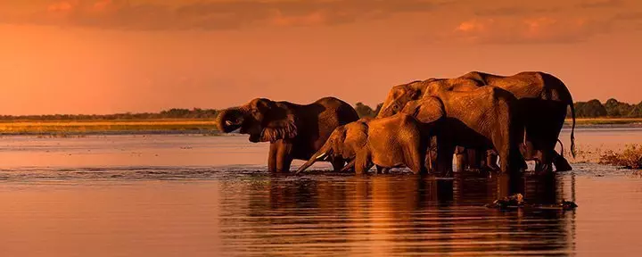 Elefanten bei Sonnenuntergang am Fluss Chobe in Botswana