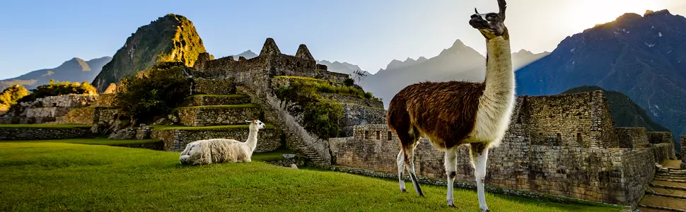 Zwei Lamas entspannen sich in der Nähe von Machu Picchu