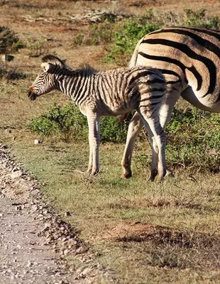 Zebrafohlen im Sonnenuntergang, in der Kariega Game Reserve, Südafrika