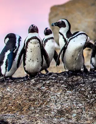 Pinguine am Boulders Beach in Cape Town
