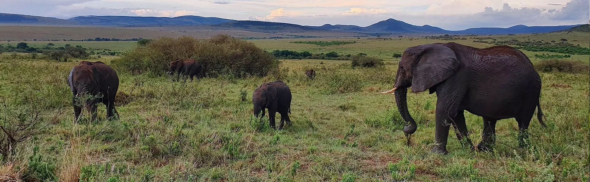 Elefanten in der Savanne der Masai Mara
