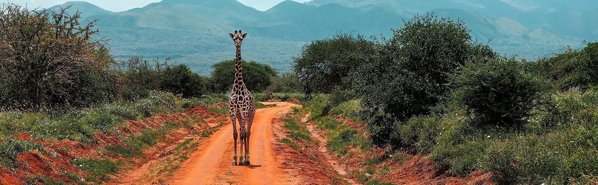 Eine einsame Giraffe steht auf einer unbefestigten Straße in Tsavo, Kenia