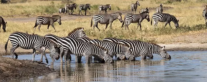 Zebras beim Trinken am Fluss im Tarangire-Nationalpark, Tansania