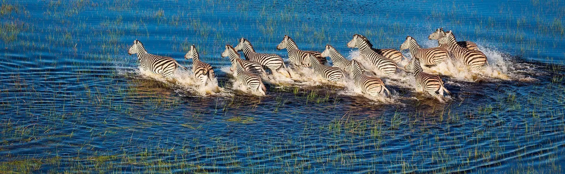 Zebras im Okavango-Delta in Botsuana