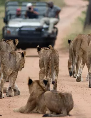 Ein Safarifahrzeug fährt auf der Straße, und vor ihm steht eine Gruppe von Löwinnen, die ihm den Rücken zuwendet