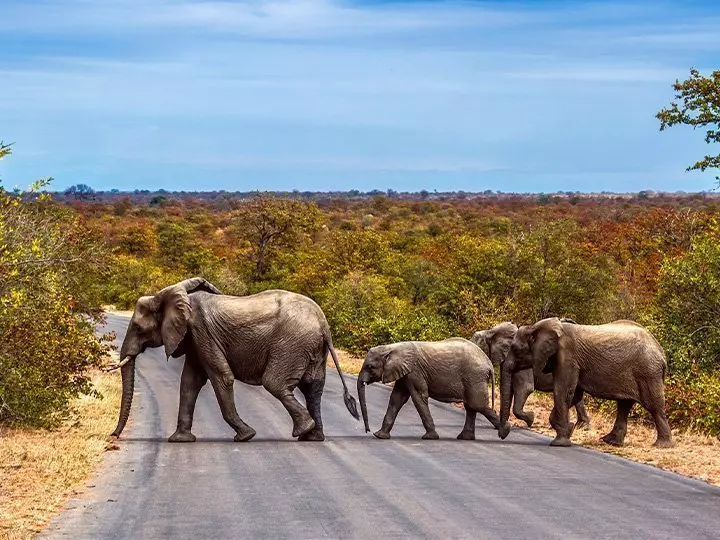 Elefantenfamilie überquert die Straße im Krüger-Nationalpark