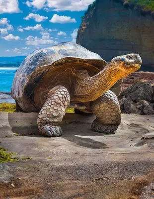 Galapagos-Schildkröte in Ecuador